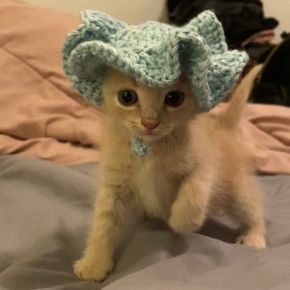 Crochet cat or small dog hat! 🥰 - Picture 5 of 5